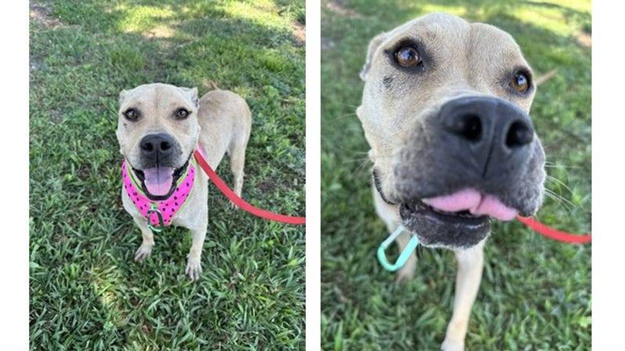 tan dog making a happy face next to same dog close up to their nose