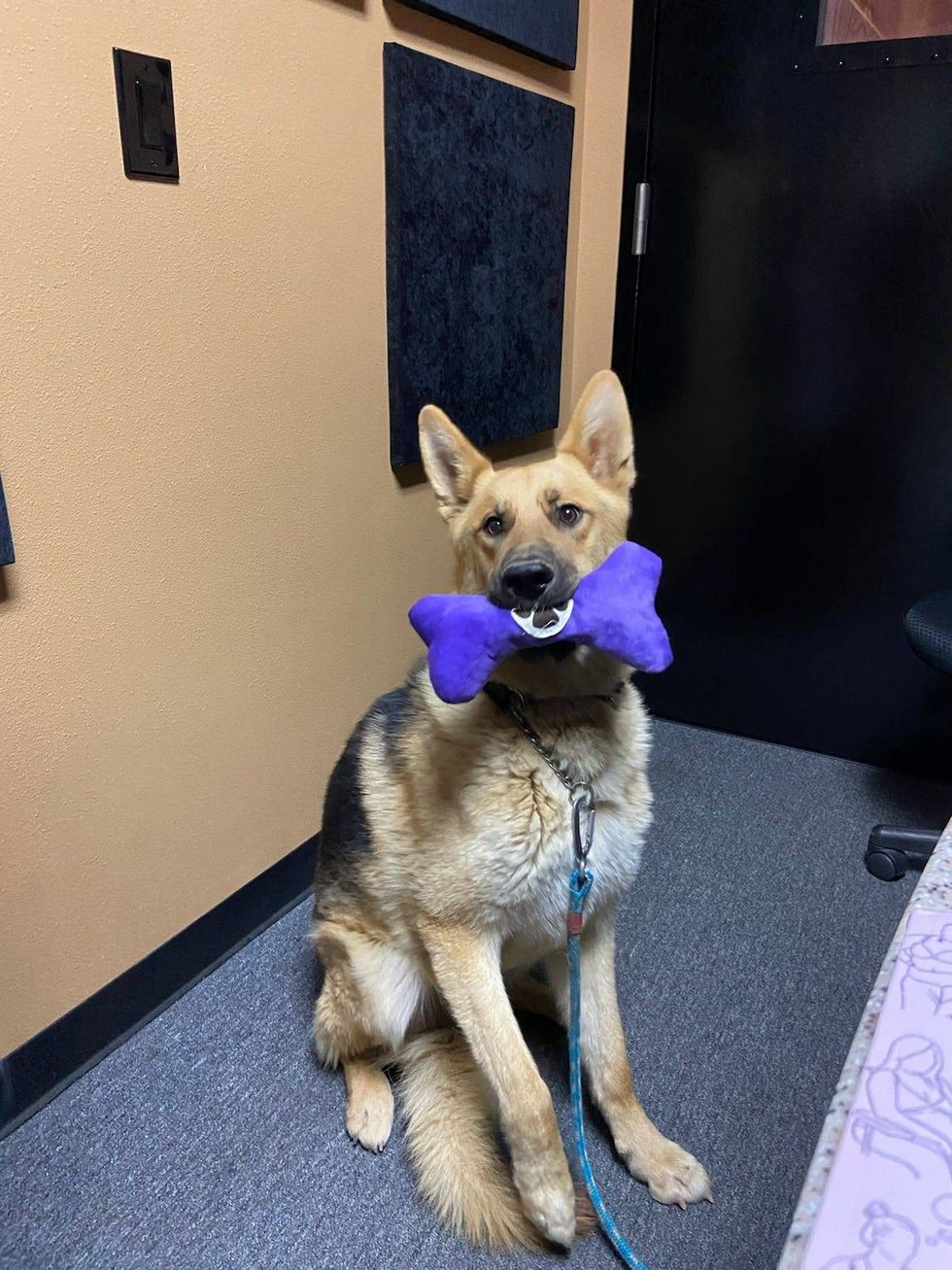 Tank, a dog up for adoption through Your Love Unleashed Dog Rescue, visits the K-Frog studios and gets a toy