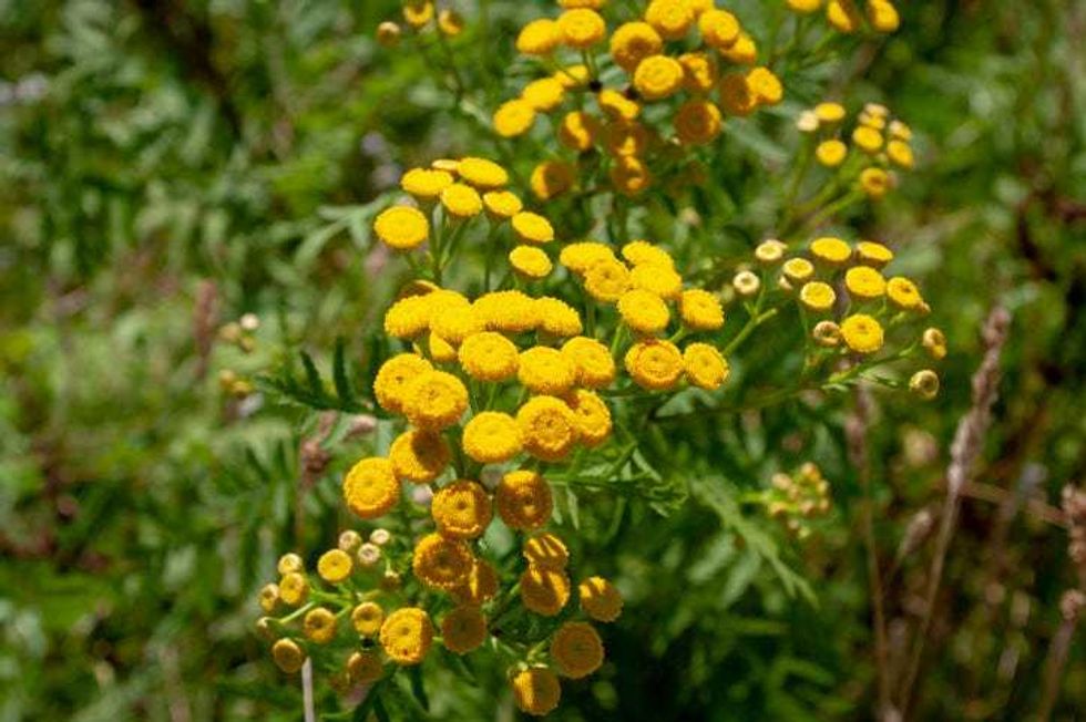 Tansy
