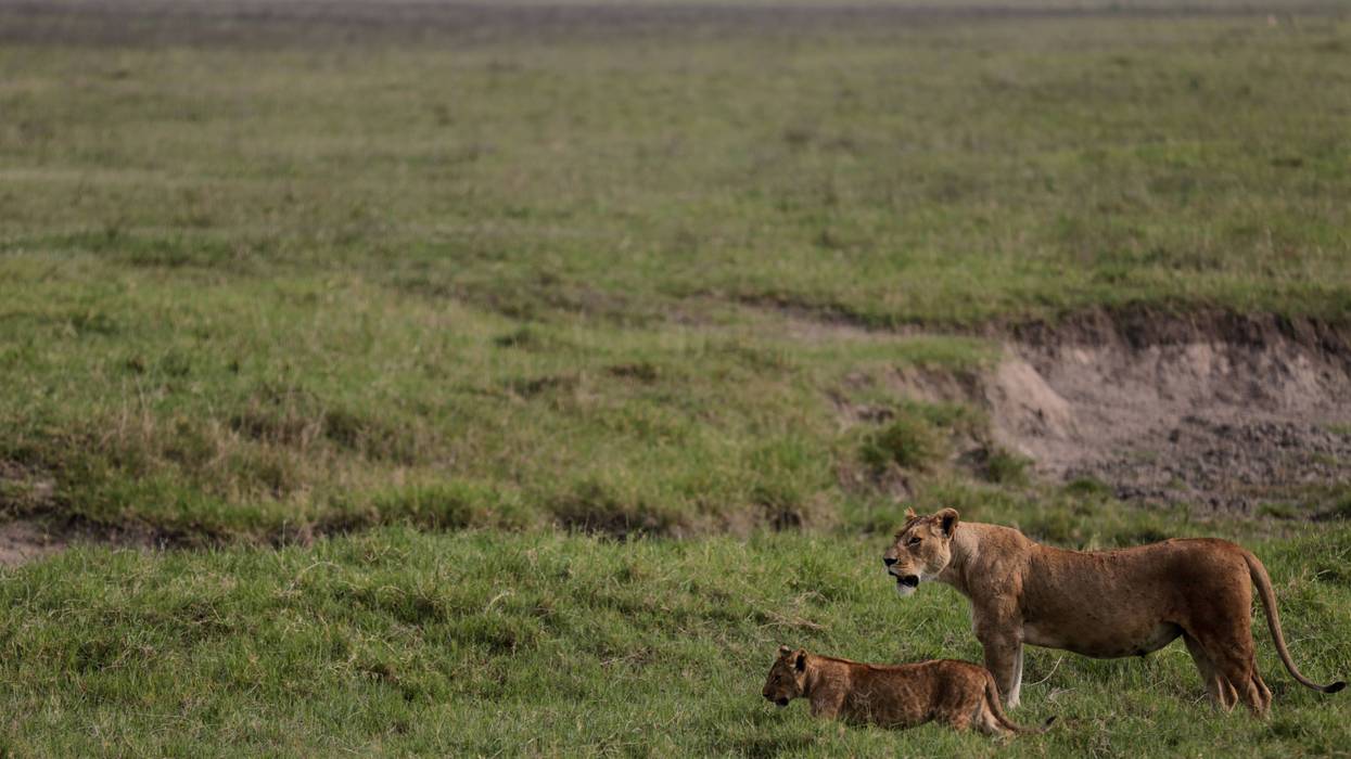 TANZANIA-LEONES MUERTOS