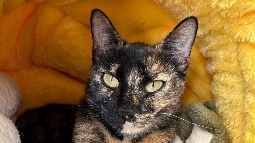 Tara @ Austin Humane Society 10/16/24