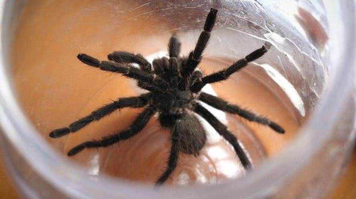 Tarantula in a jar