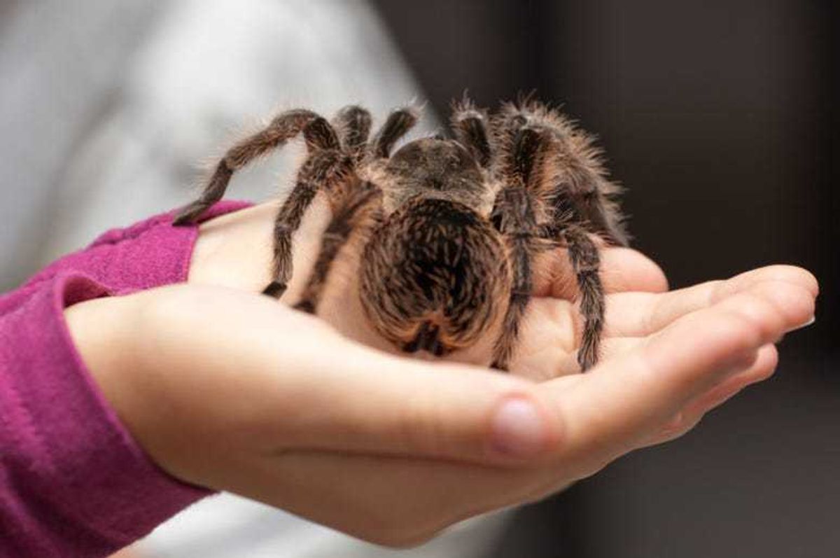 Tarantula
