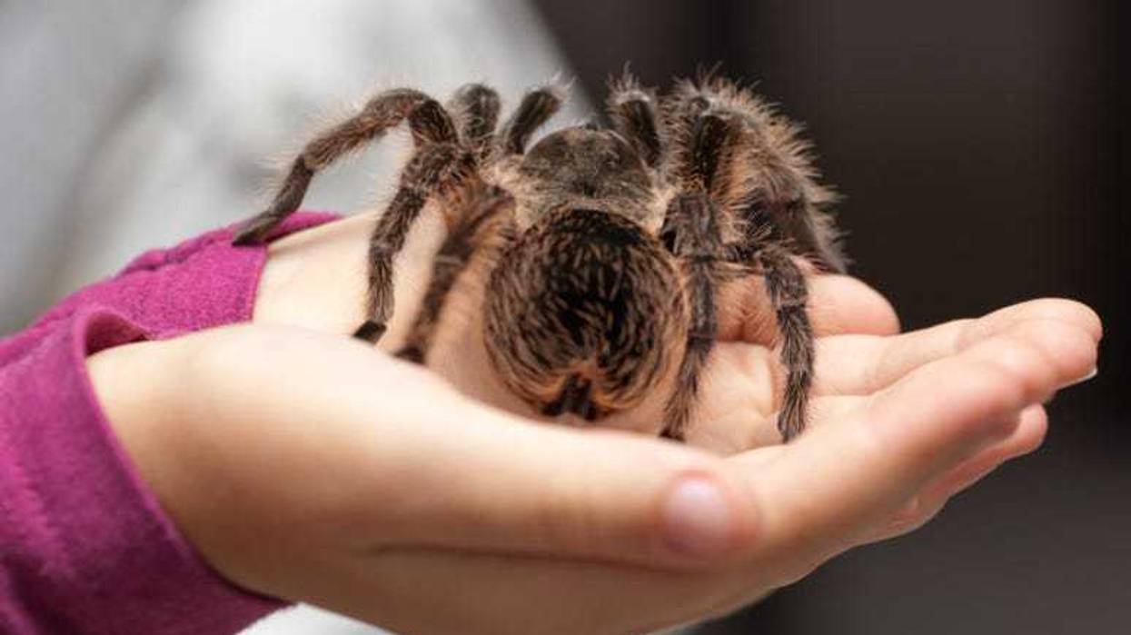 Tarantula