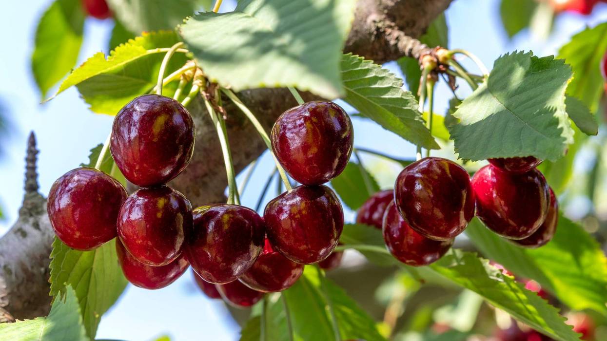 Tart cherries on a tree