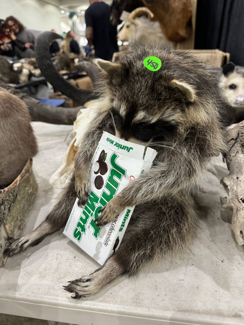 taxidermied raccoon holding box of junior mints