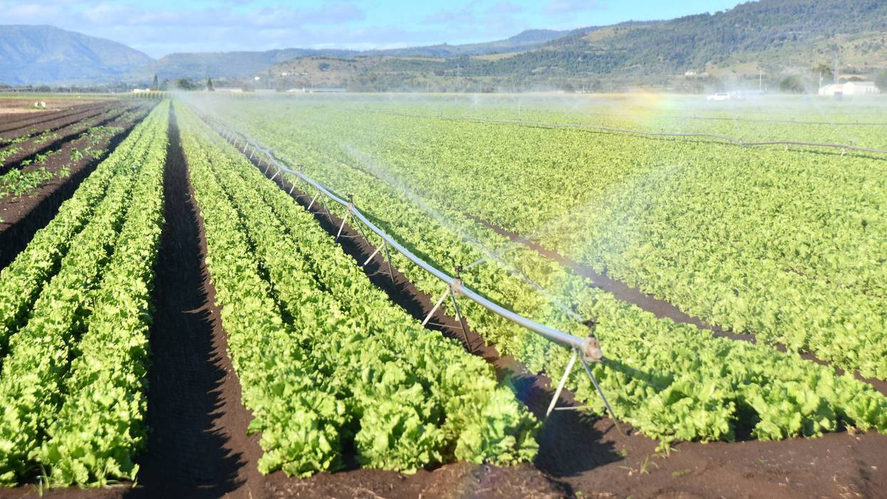 Taylor Farms expands lettuce recall amid Cyclospora outbreak, but FDA calls key test a false positive
