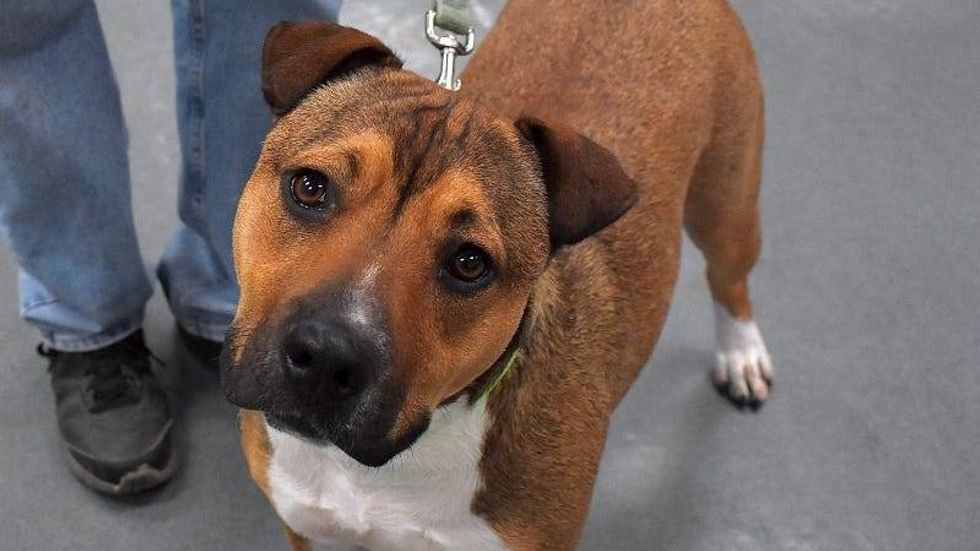 Teddy (Bear) @ Austin Humane Society 1/29/25