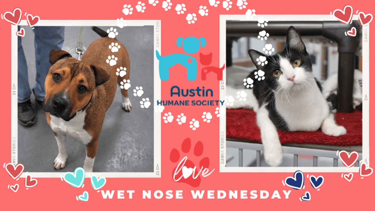 Teddy & Jack @ Austin Humane Society 1/29/25