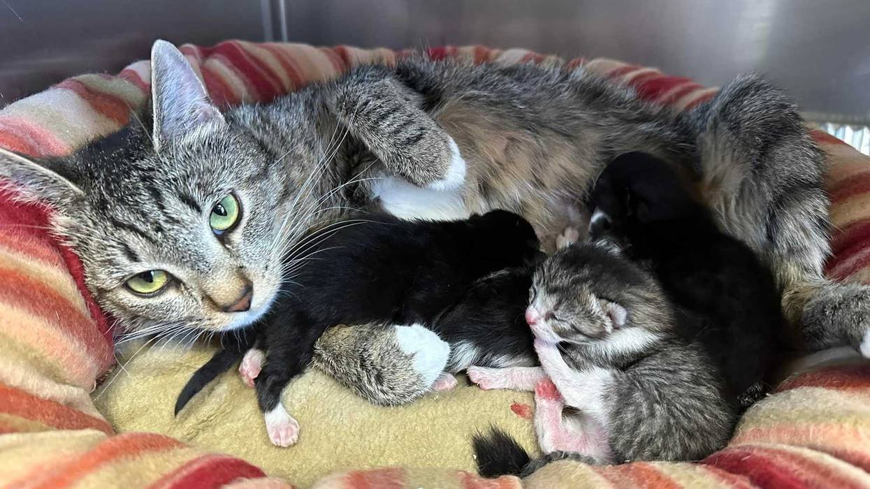 Ten Lives Club cat rescue organization