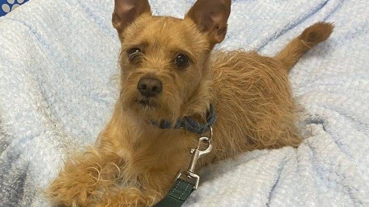 Terrier