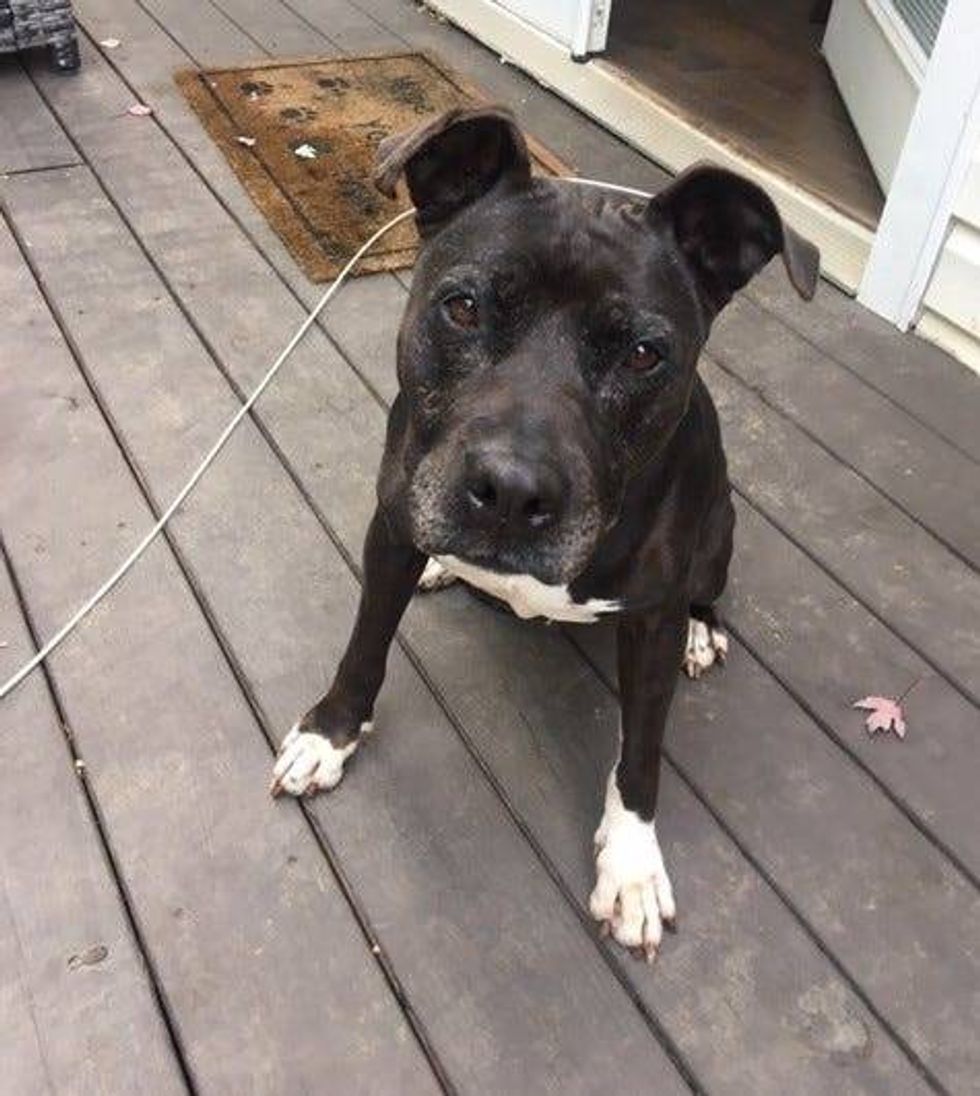 Tessa from Needy Paws