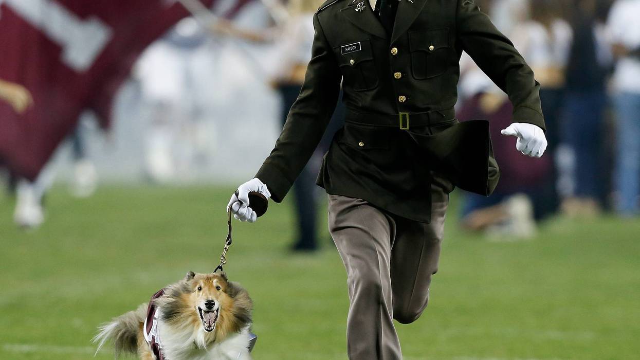 Texas A&M’s cherished mascot, Reveille X - the “First Lady of Aggieland” - underwent surgery Wednesday to remove her right eye following a glaucoma diagnosis, university President Gen. Mark Welsh III announced.