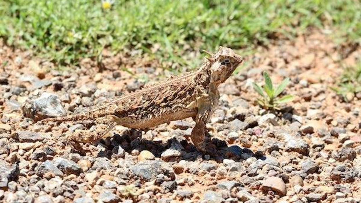 Texas horned lizard, horned frog standing on rocks