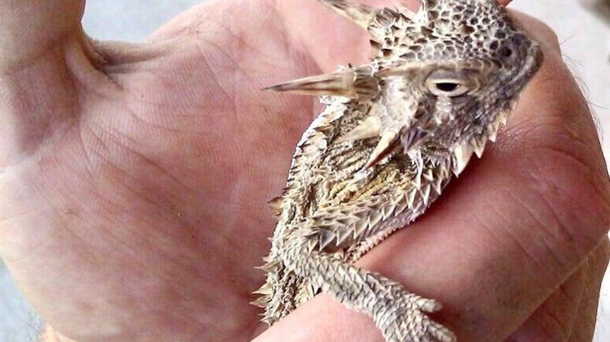 Texas Horny Lizard / Toad
