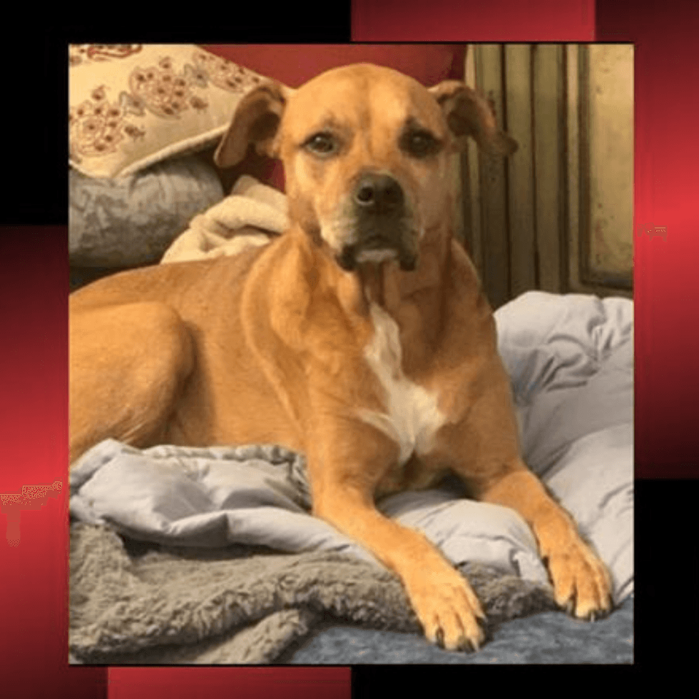 The 11-year-old dog named Drake is a golden pit bull/Rhodesian Ridgeback mix.