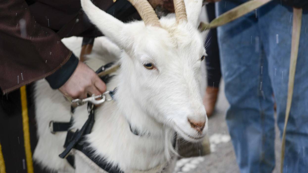 The 28th Annual Bockfest Parade started at Arnold's and traveled up Sycamore Street to 12th Street then to Main Street. The parade featured goats, bock dogs, Franciscans, Sausage Queens and many other spectacular floats. 2 28bockfest2