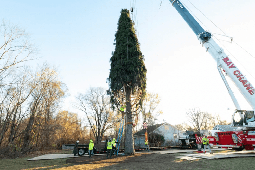 The 82-foot-tall Norway Spruce was felled at in Queensbury, New York.