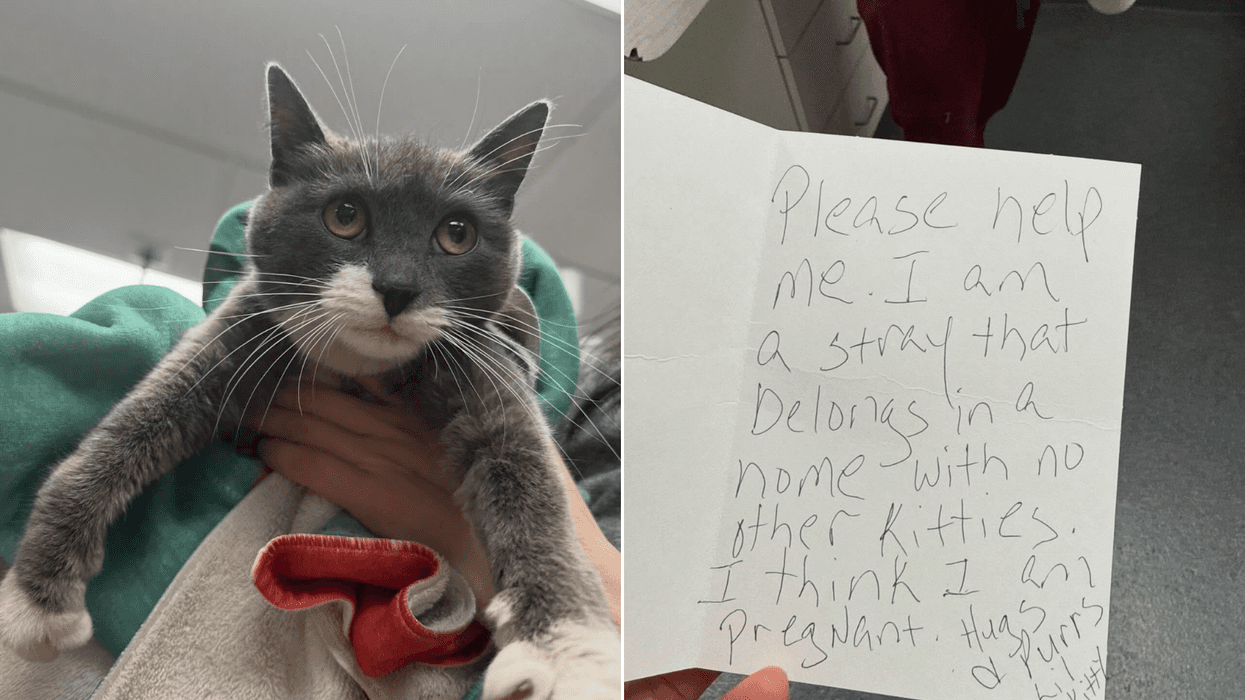 The abandoned cat (left) and the note left with her (right).