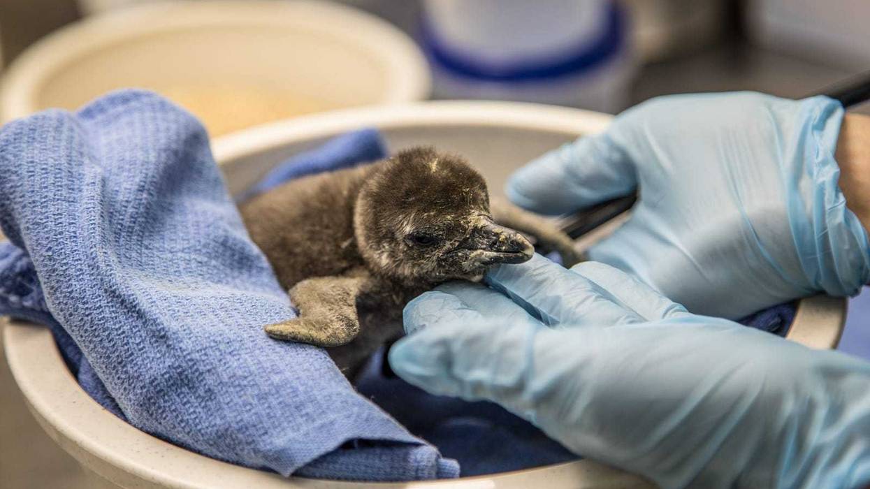 The African penguin colony at Lincoln Park Zoo’s Robert and Mayari Pritzker Penguin Cove recently grew by one! An endangered African penguin chick hatched November 26.
