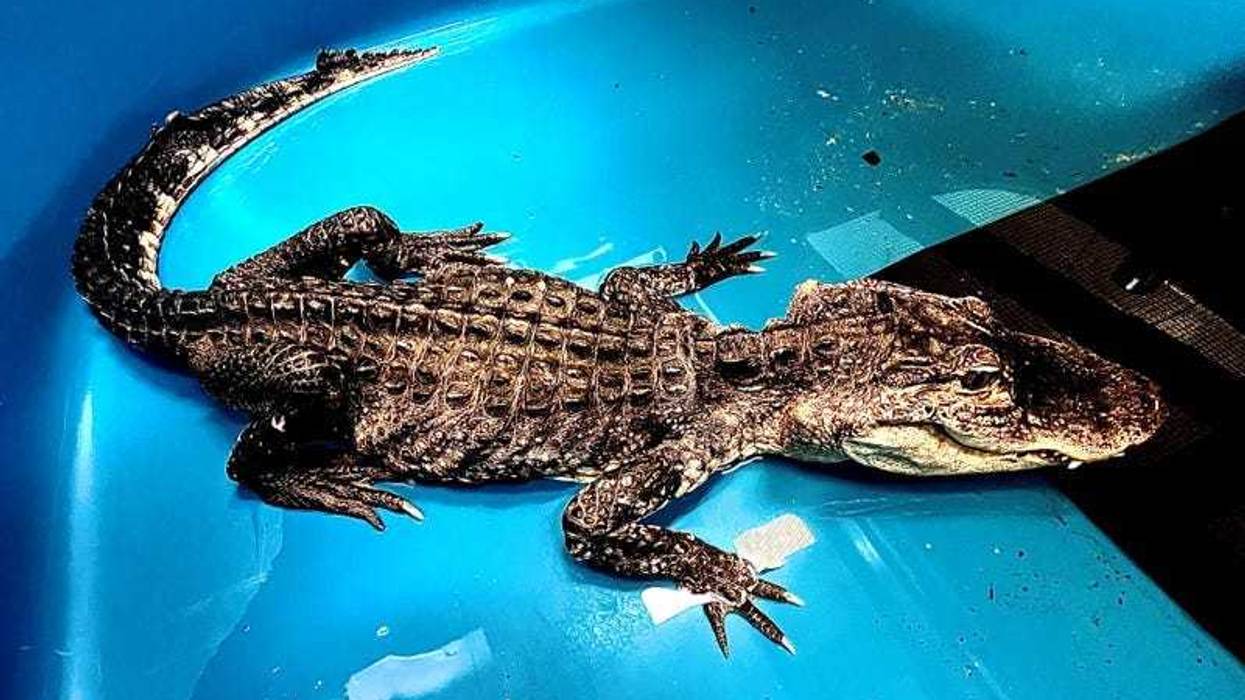 The American alligator rescued from a lake in Prospect Park has died, the Bronx Zoo said