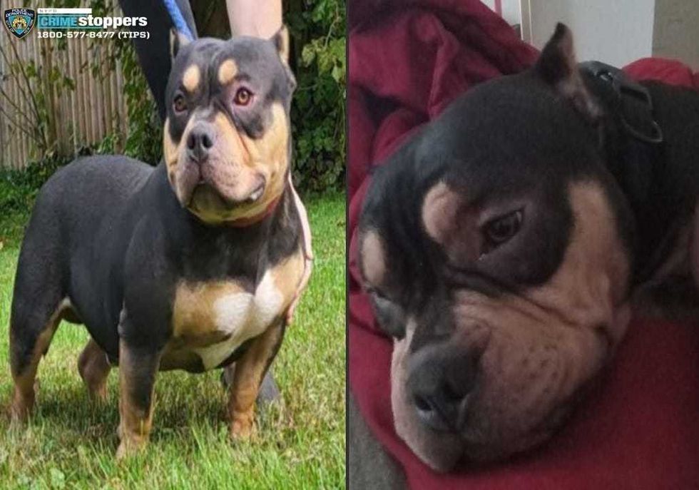 The American Bully has been missing for days