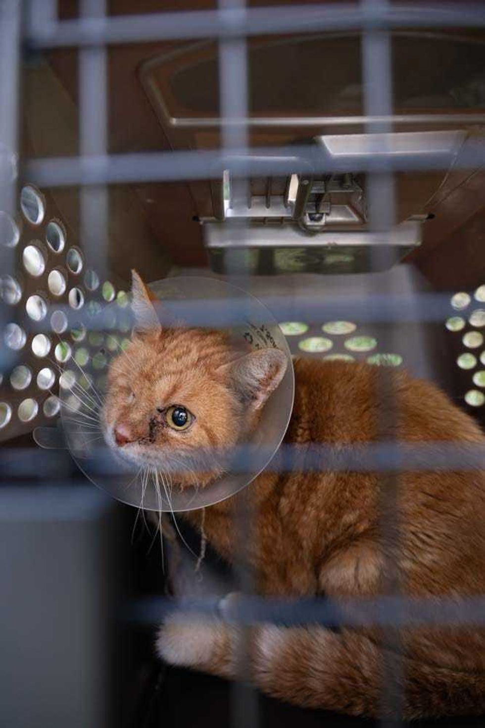 The animals are being treated at the Huntington Animal Shelter and will soon be available for adoption.