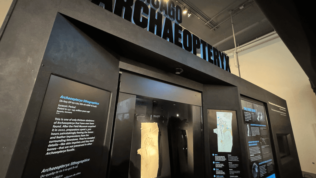 The archaeopteryx exhibit at the Field Museum in Chicago.