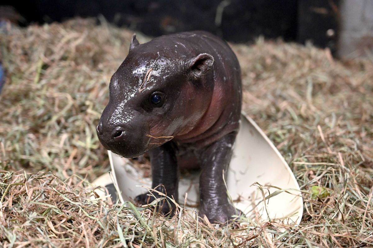 The baby pygmy hippo born at Metro Richmond Zoo in December 2022.