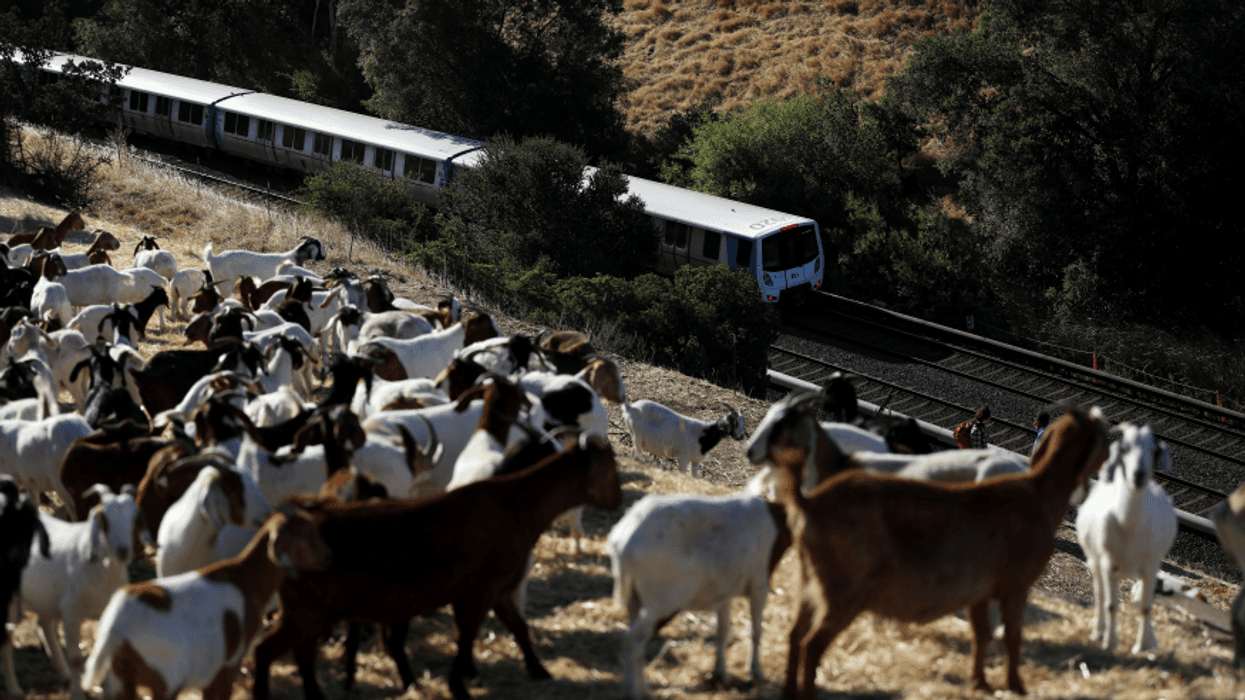 The BART goats return to the hillsides in Walnut Creek and Hayward to graze on the dry grasslands to reduce fire danger.