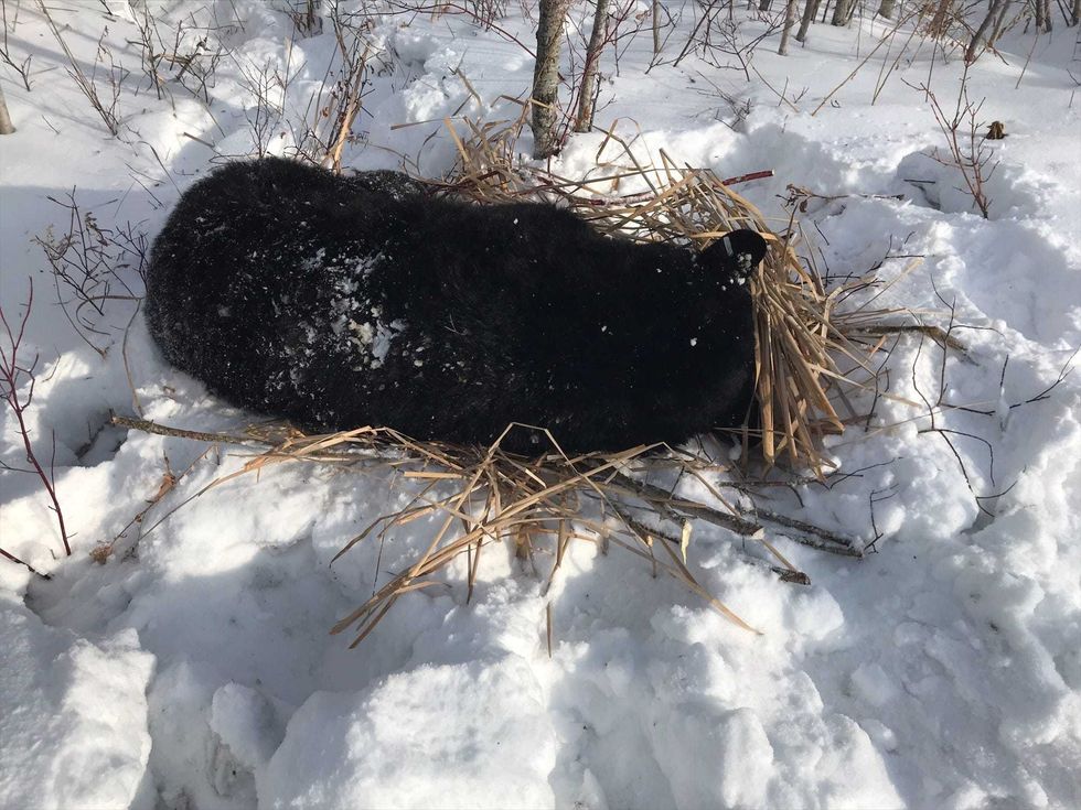 The bear after being relocated to a state game sanctuary.