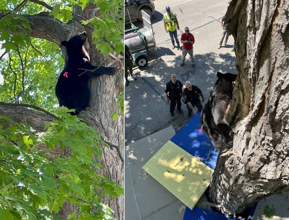 The bear is shot with a tranquilizer dart.