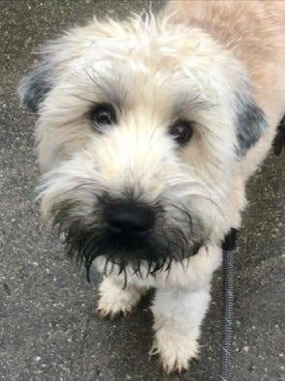 The Bewitching persona