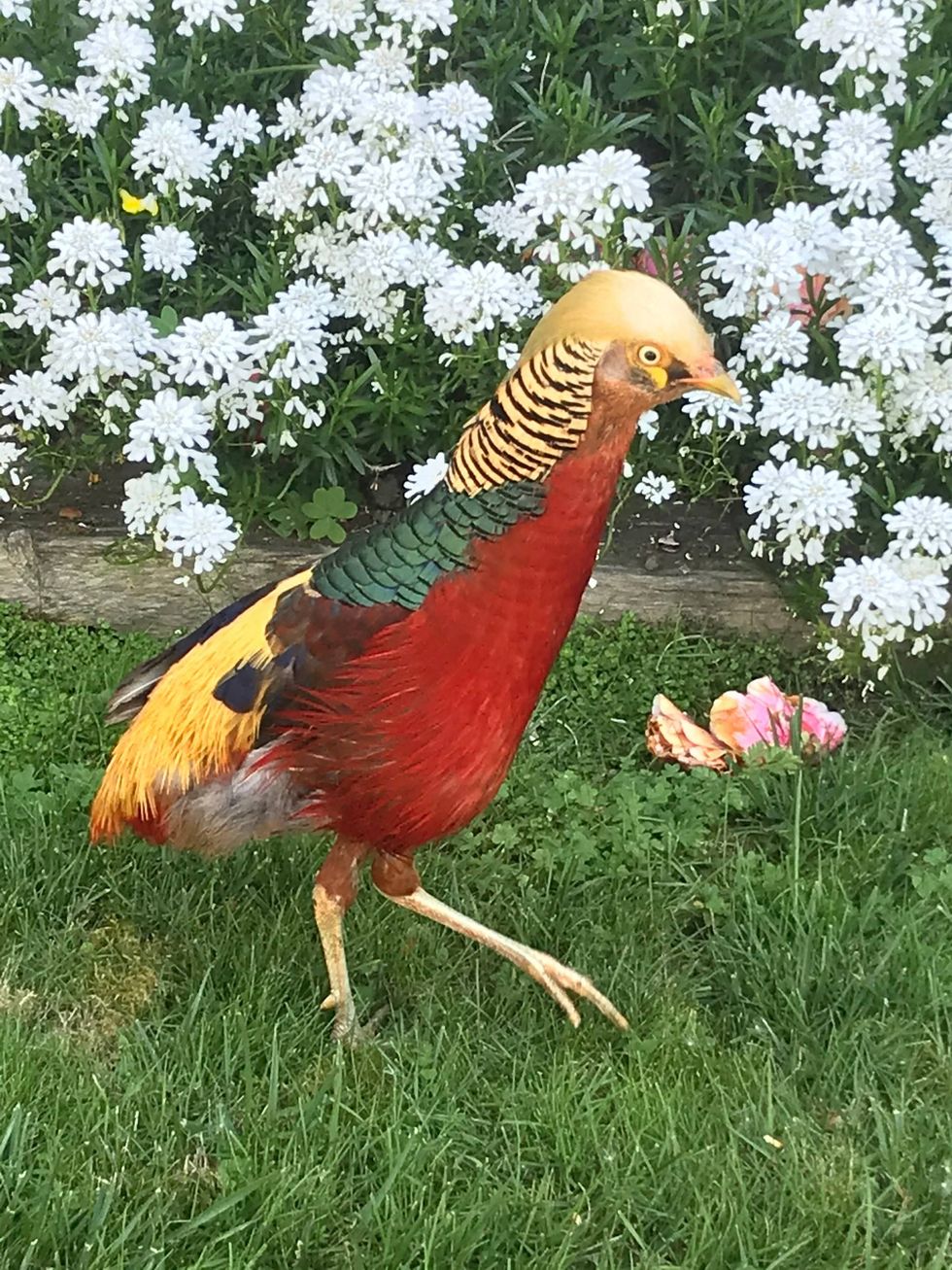 The bird was found with broken wing feathers and missing tail feathers.