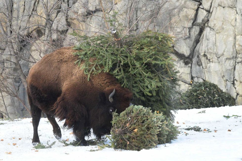 The bison at Brookfield Zoo received Christmas trees for enrichment. They seemed to enjoy rubbing their horns on the trees and even flipping them up in the air.
