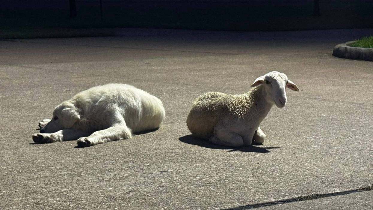 The Brazoria County Sheriff’s Office is trying to solve a curious case after a sheep and a dog turned up unannounced at one of its facilities in Angleton.