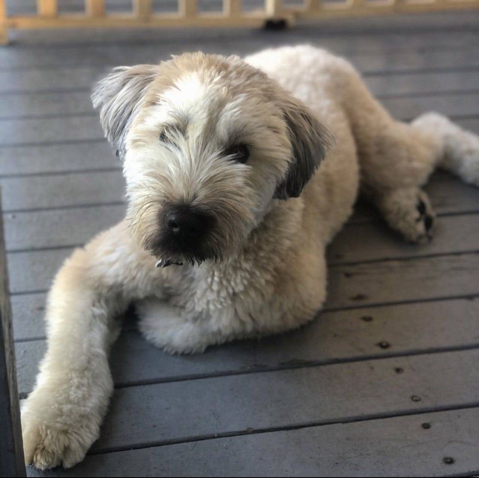 The Brown-Eyed Darling persona