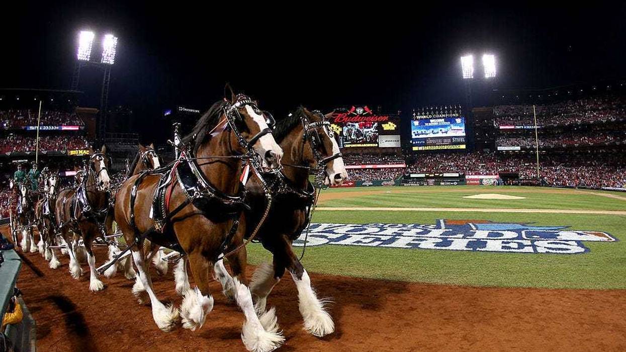 The Budweiser clydesdale horses walk on the field prior to Game Five of the 2013 World Series between the St. Louis Cardinals and the Boston Red Sox at Busch Stadium on October 28, 2013 in St Louis, Missouri. (Photo by Rob Carr/Getty Images)