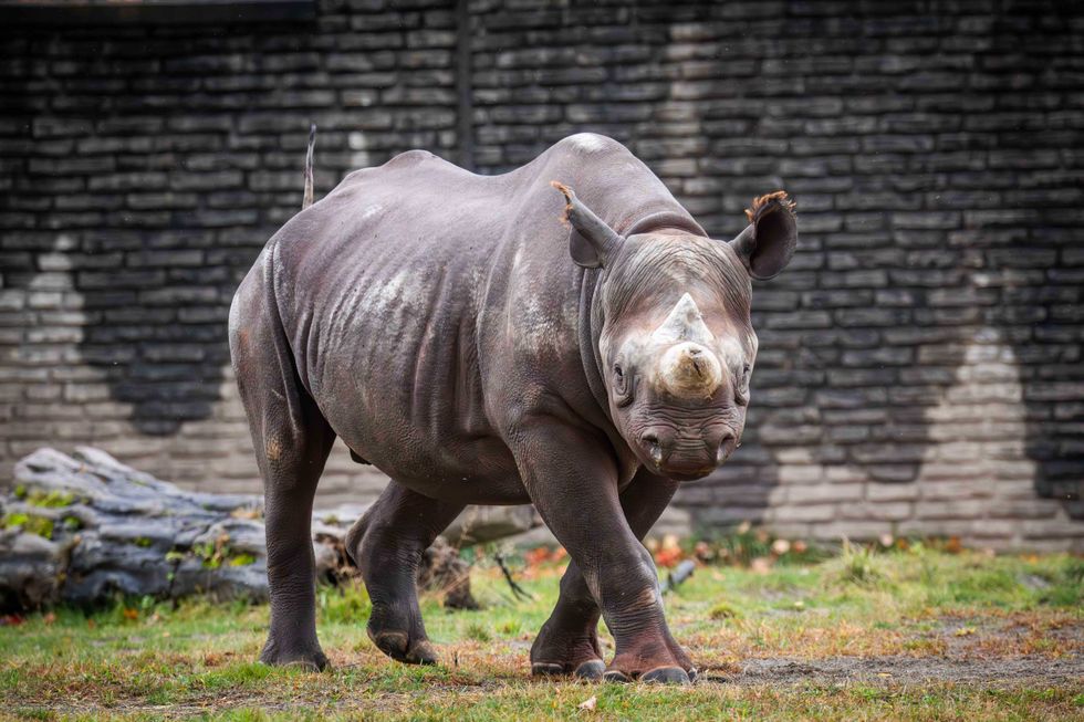 The Buffalo Zoo gets a new rhino