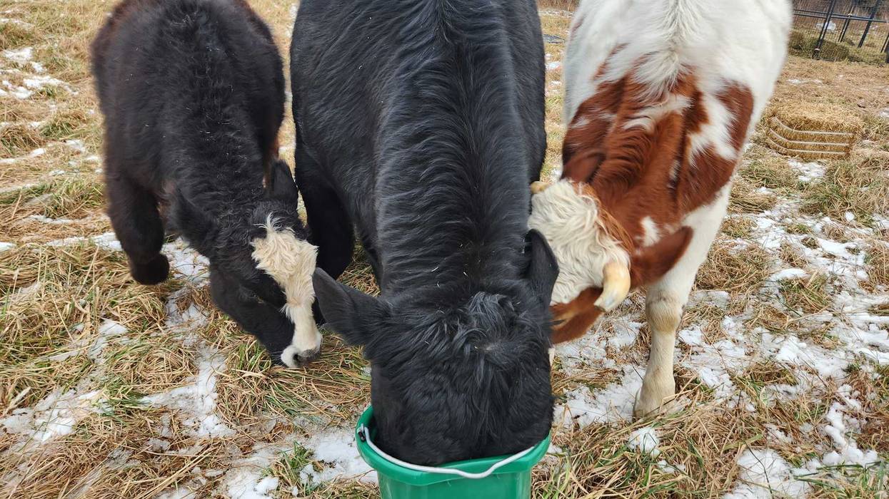 The bulls, Steve, Artie, and Robert, were found by Humane Long Island alongside ten piglets, lacking food and water, at a vacant property similar to a slaughterhouse on Monday, Jan. 22, 2024.