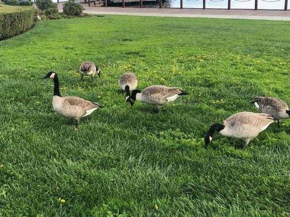 The Canada goose population has exploded in Foster City, creating public health and quality of life issues for residents.