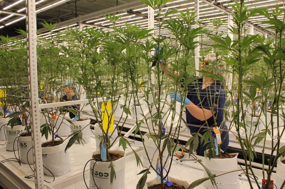 The Cannabist Company grow house in Vineland, New Jersey.