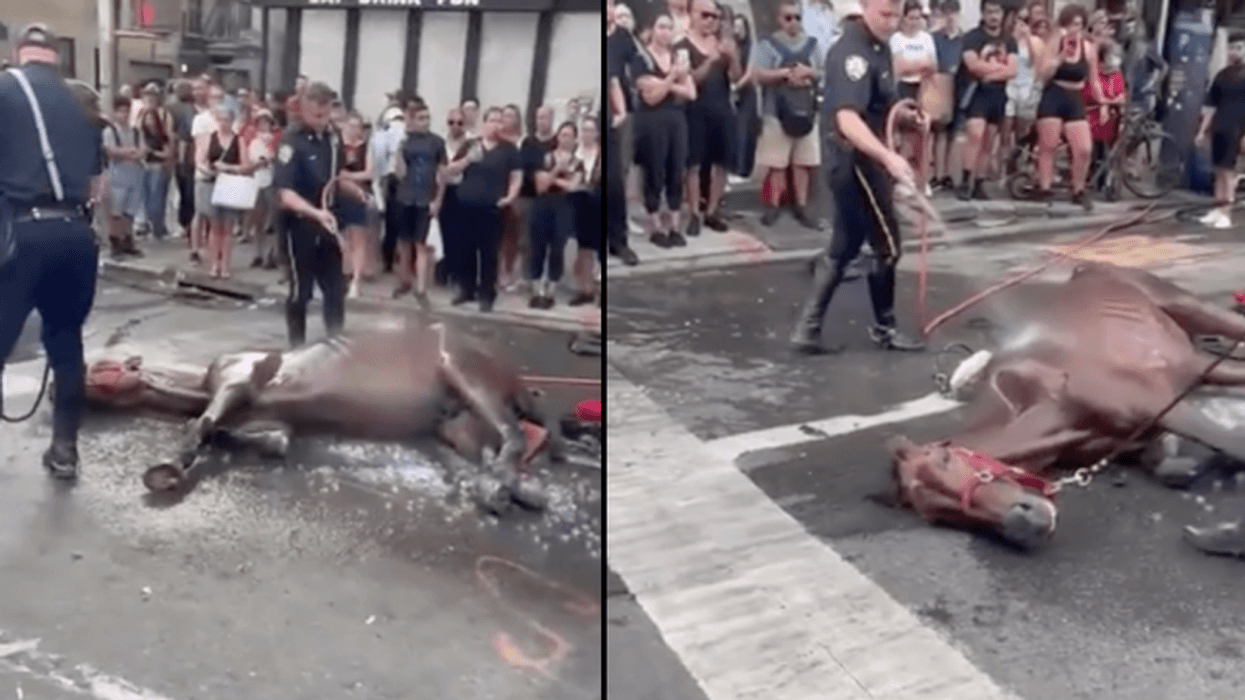 The coachman who drove carriage horse Ryder to collapse in 2022 was charged by the district attorney's office.