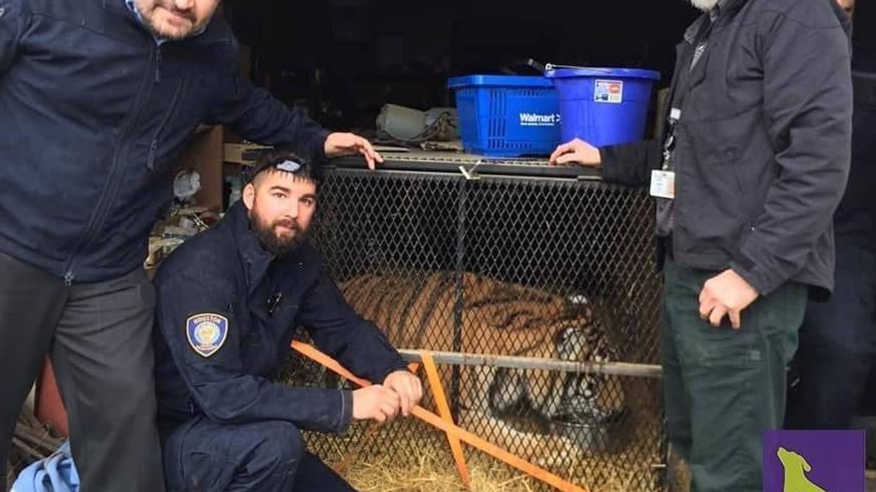 The concerned citizen claimed to have entered an abandoned Houston, Texas home to smoke pot and found a tiger.