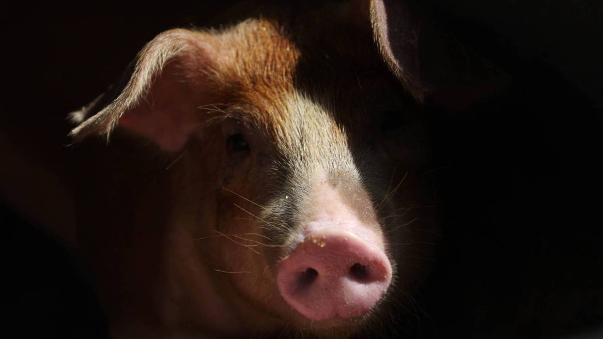 The country has recorded its first human infections of Swine Flu of the year after officials with the CDC confirmed two cases linked to different agricultural fairs in Michigan.