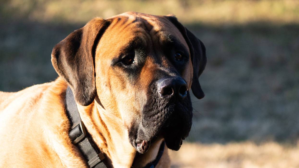 The couple who owns a large dog that allegedly attacked a smaller dog in Macomb County last month have come forward, police say.