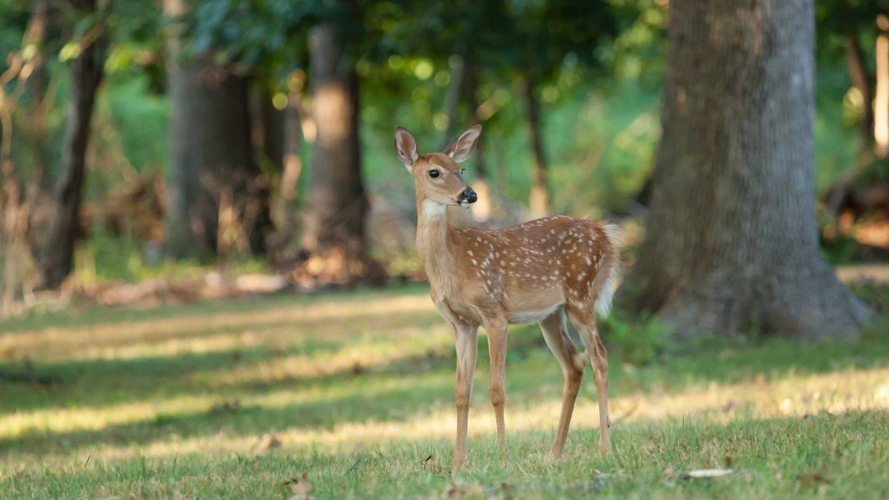 The crash was the second fatal one involving a deer on Sunday in New Jersey