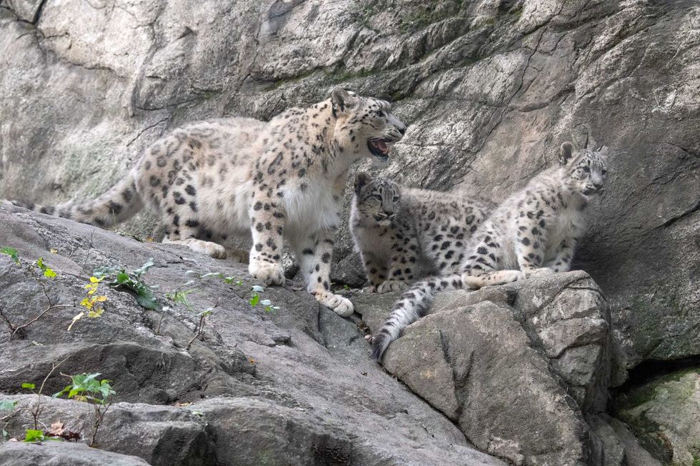 The cubs are the offspring of mother Dariga and father Naltar