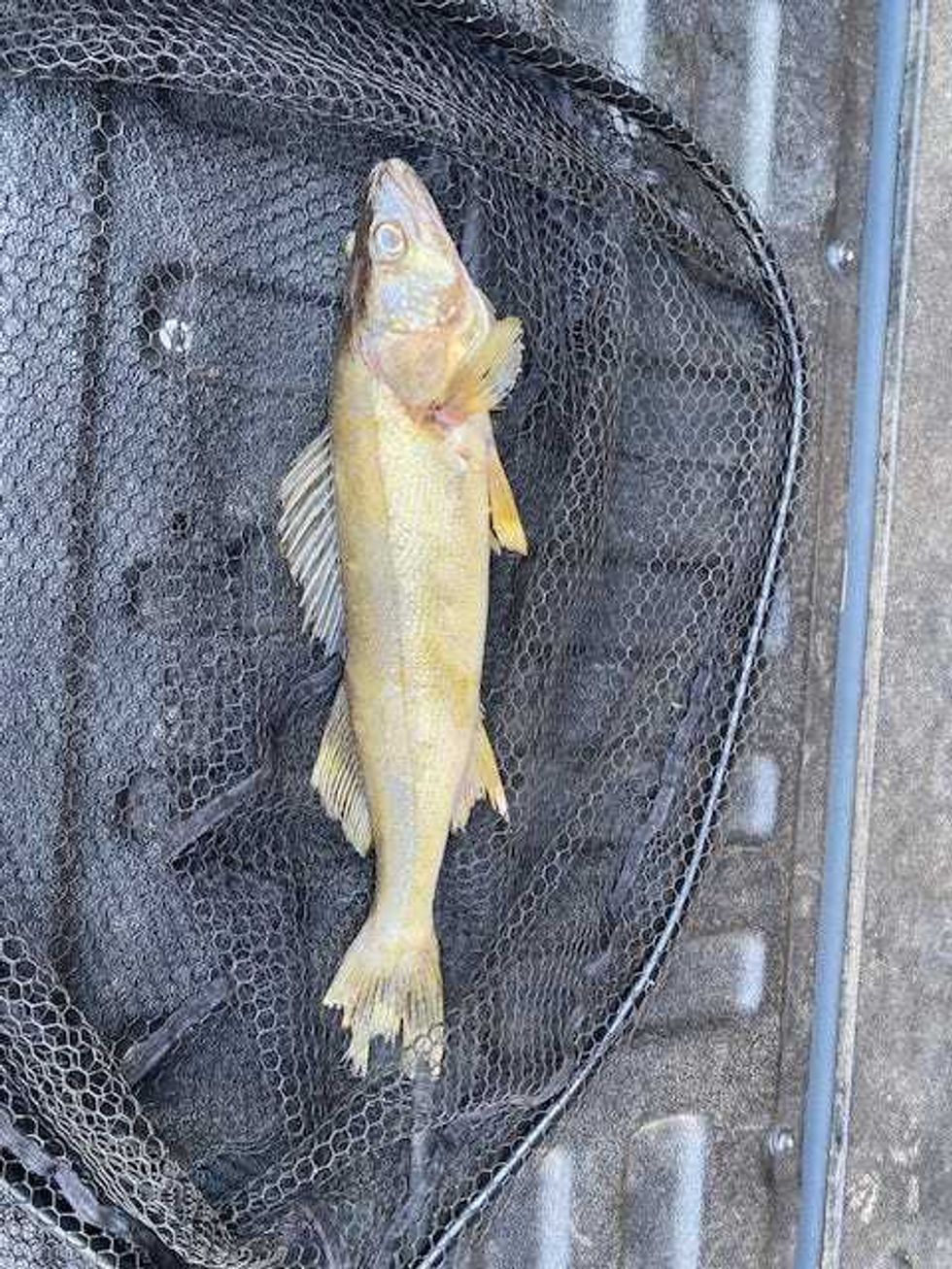 The culprit - an 18-inch walleye that a bald eagle dropped on Beth Lindburgh
