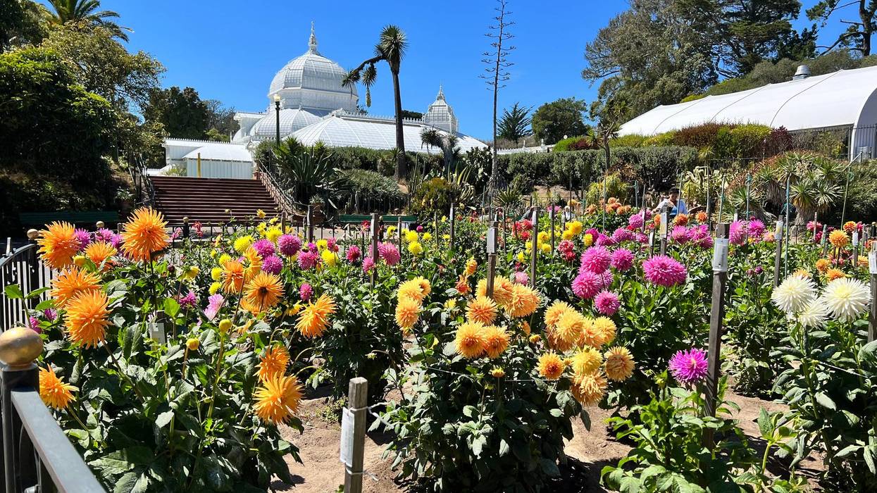 The Dahlia Dell in San Francisco's iconic Golden Gate Park.